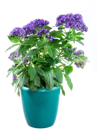 Potted Purple Heliotrope Plant