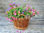 Potted Colorful Lungwort Plants