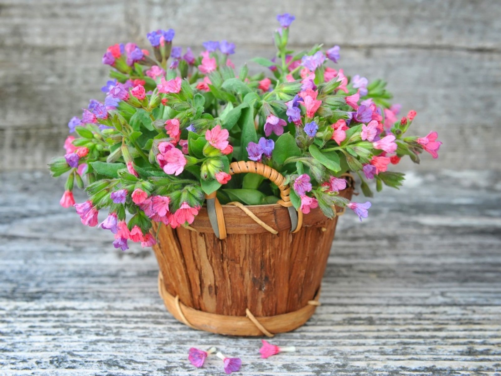 Indoor Lungwort Plant Care – Tips On Growing Lungwort As A Houseplant