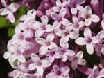 Meyer Lilac Flowers
