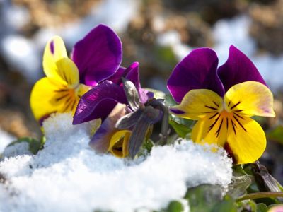 Yellow-Purple Winter Hardy Flowers Covered With Snow