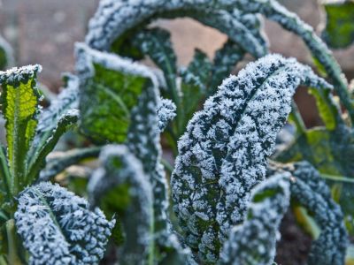 Vegetables Covered In White Frost