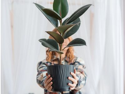 Person Holding A Potted Houseplant