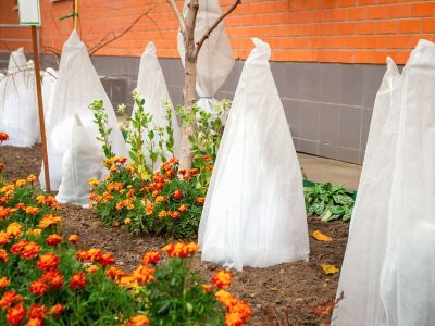 Plants Covered From The Cold In The Garden With White Fabric