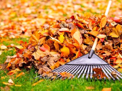 Colorful Autumn Leaves With A Rake