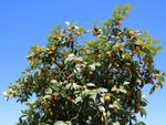 Trovita Orange Tree Full Of Fruit