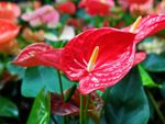 Red Anthurium Plants