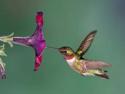 Hummingbird And A Flower