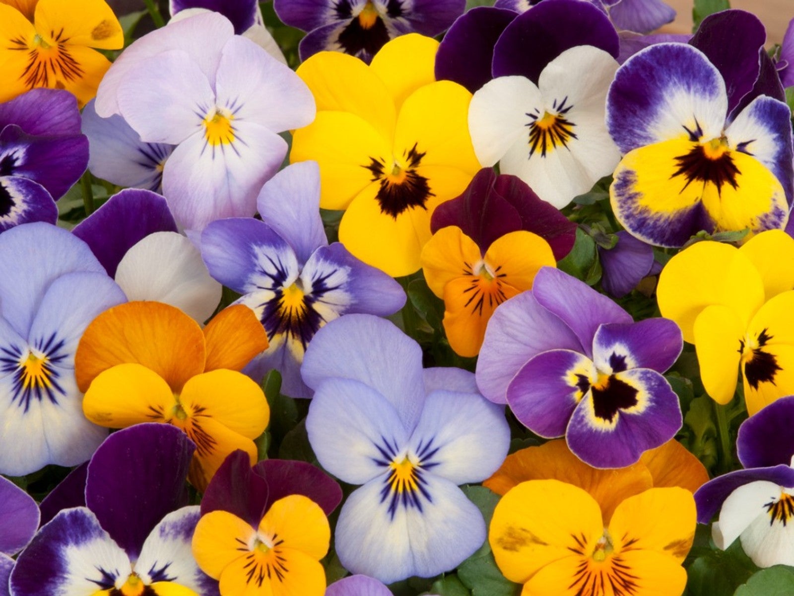 Tips &aмp; Inforмation aƄout Pansies - Gardening Know How