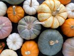 Small Colorful Unique Pumpkins