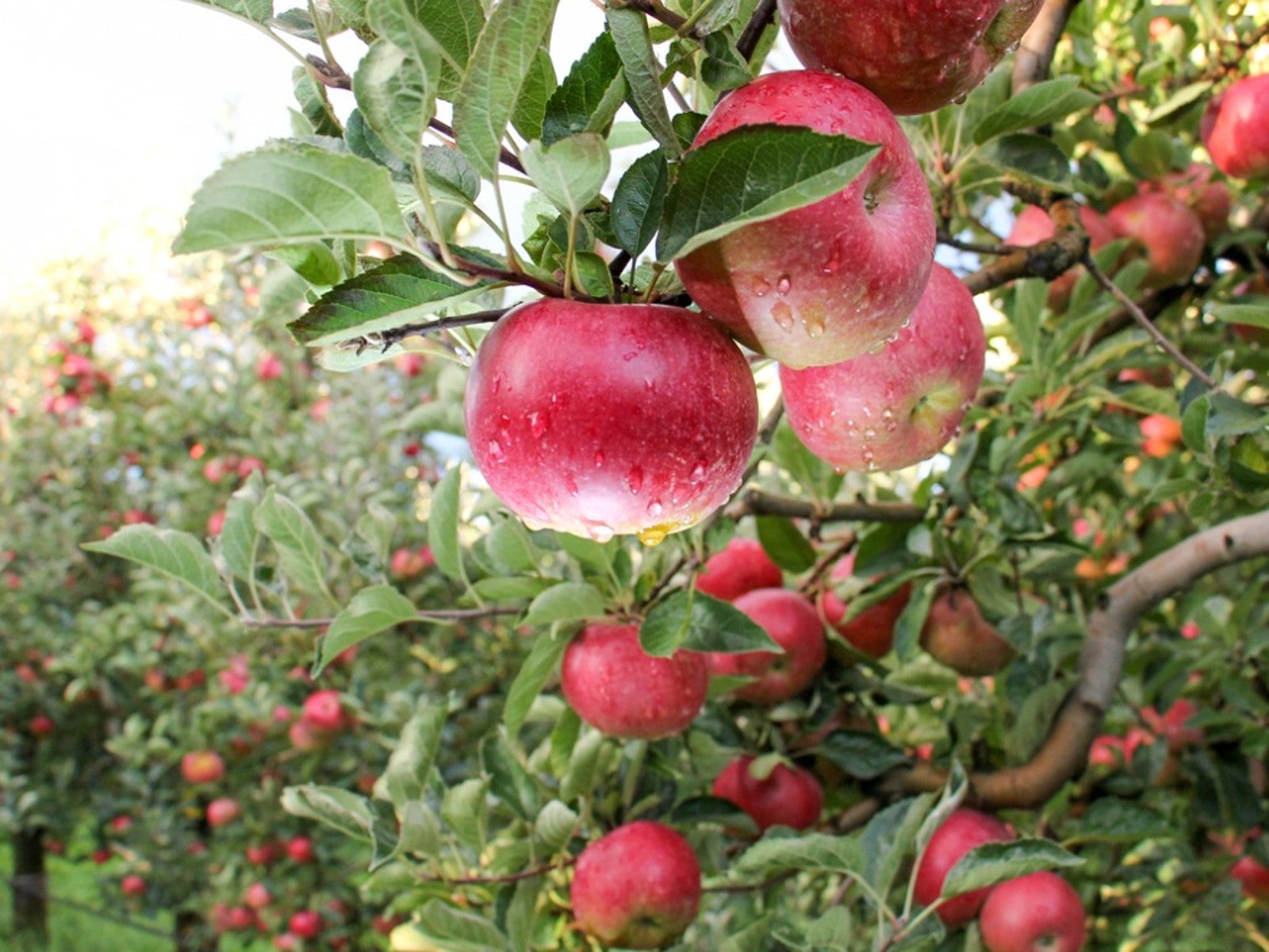 top 10 backyard fruit trees: what are the best fruit trees to plant