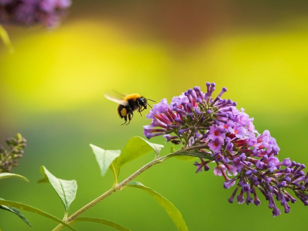 A bee approaching a flower