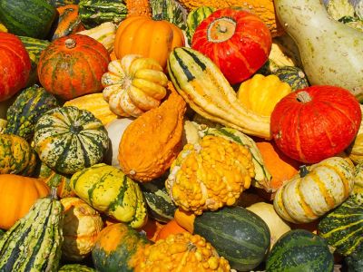 Variety Of Colorful Ornamental Gourds