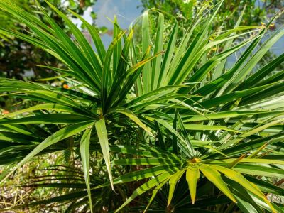 Florida Thatch Palm Trees