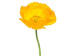 Close Up Of A Single Yellow Iceland Poppy Flower