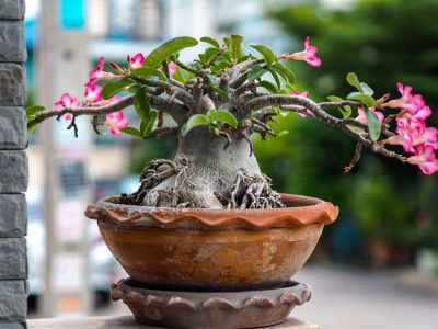 Pink Flowering Potted Houseplant