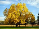Large Yellow Colored Tree