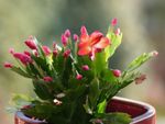 A Potted Christmas Cactus