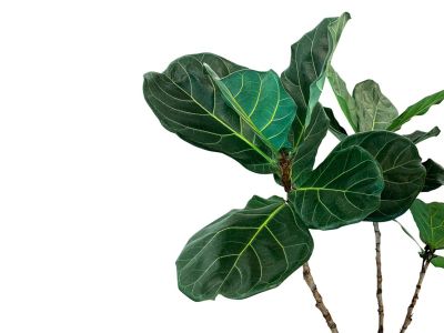 Large Green Leaves Of A Ficus Tree