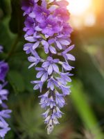 Purple Flowering Queen's Wreath Plants