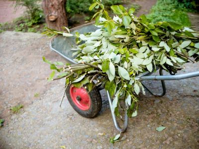 Wheelbarrow Full Of Garden Waste