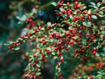 Plant With Beautiful Red Berries