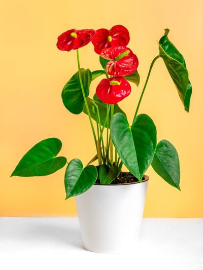 Red And Green Potted Holiday Houseplant