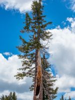 A Large California Red Fir Tree