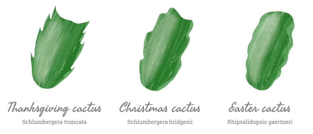 Christmas cactus care