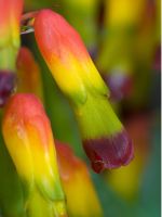 Multicolored Cape Cowslip Plants