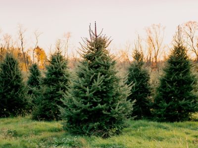 A Christmas Tree Farm