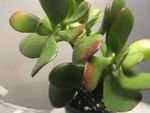 Jade Plant Leaves Turning Red