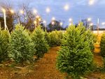 A Christmas Tree Farm
