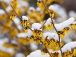 Wilted Yellow Flowers Covered In Snow