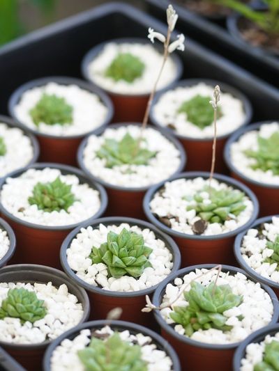 A Succulent Starter Kit Full Of Tiny Potted Succulent Plants