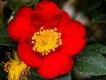 Red Yuletide Camellia Plant