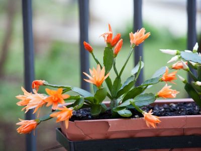 Outdoor Potted Christmas Cactus