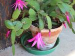 A Potted Christmas Cactus