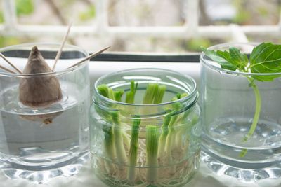 Kitchen scraps growing roots in jars of water on a windowsill