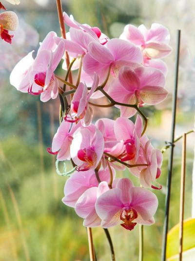 Pink Orchids In The Window