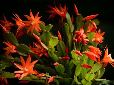 Red Flowering Christmas Cactus