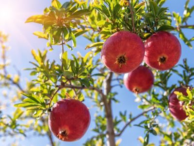 Pomegranate Tree Full Of Fruits