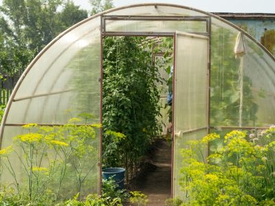 A Greenhouse With Common Problems