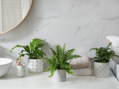 Indoor Small Potted Fern Plants