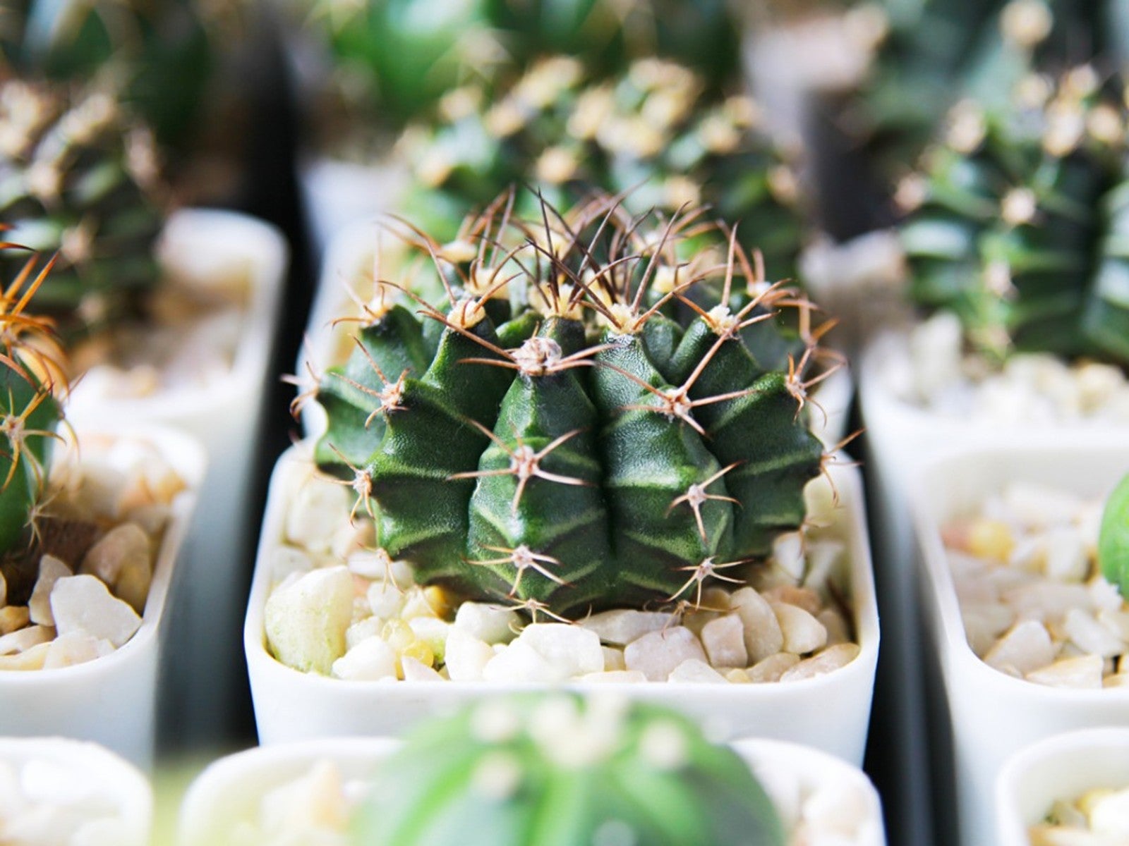 20 Easy Cacti Top Cactus For Beginners