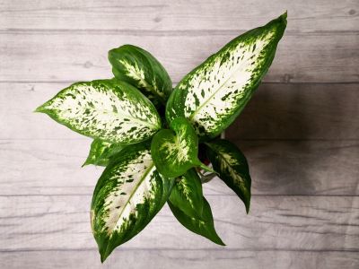Green-White Leaved Caribbean Houseplant
