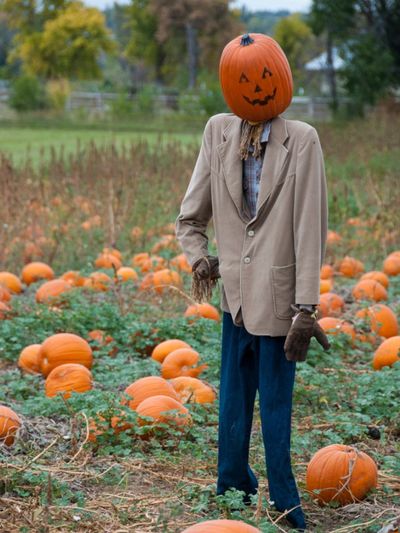 Scarecrow In A Pumpkin Patch
