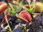 Endangered Venus Flytrap Plants