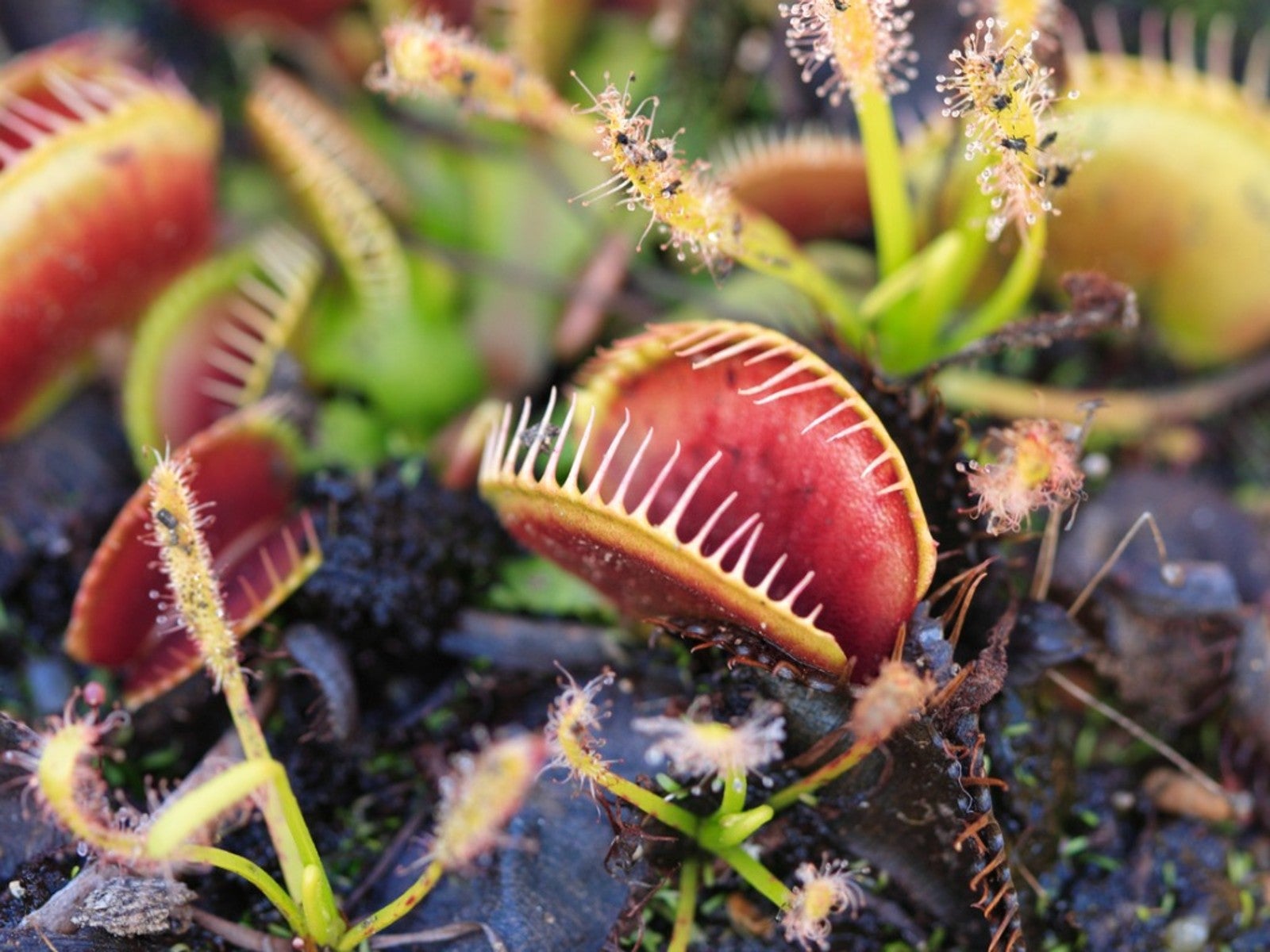 Plants You Didn't Know Were Endangered: Surprising Endangered Plants