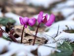 Purple Colored Cold-Hardy Flowers Blooming In The Snow